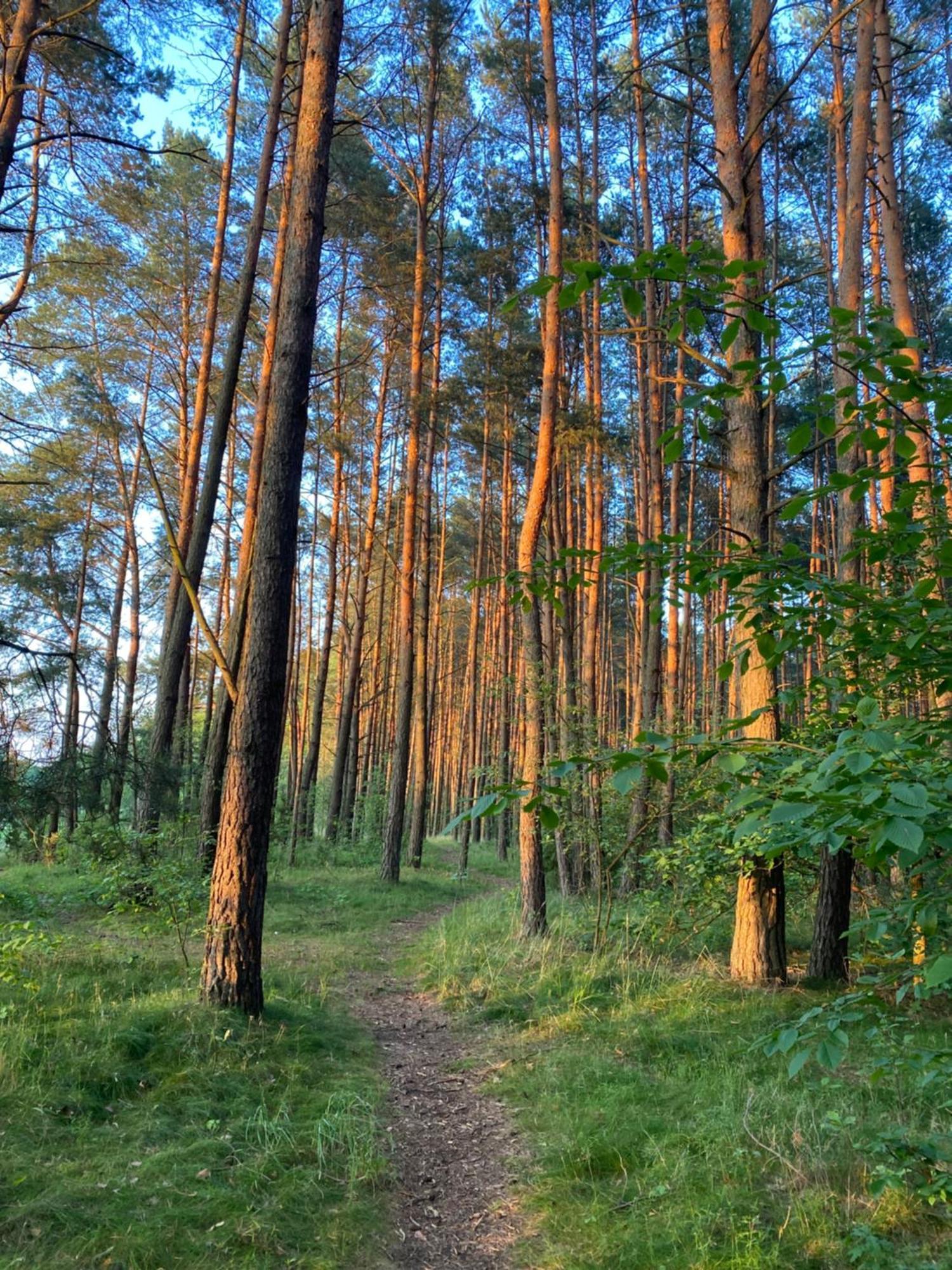 Przytulny Domek W Lesie Blisko Rzeki Ryczywol  Exterior photo